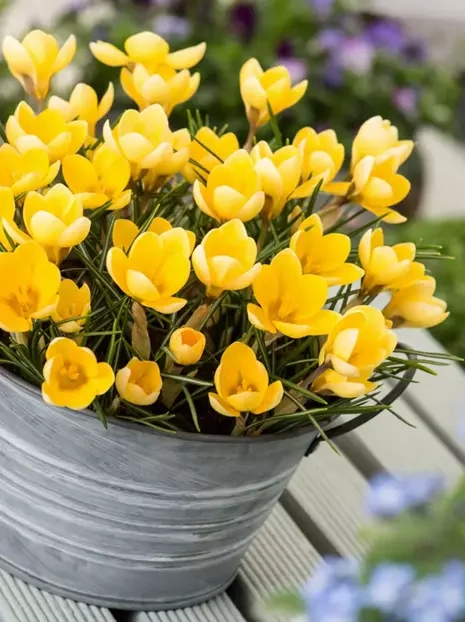 Krokus (Crocus) 'Romance'