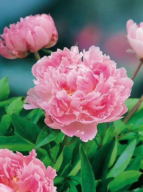 Pfingstrose (Paeonia) 'Sarah Bernhardt'