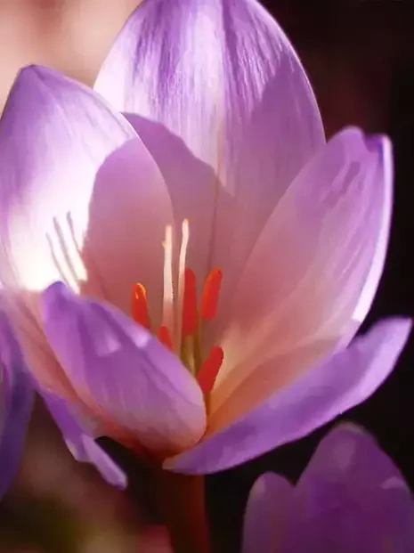 Zeitlose billig (Colchicum) 'The Giant'