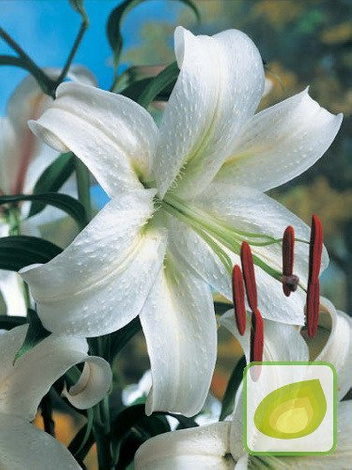 Billige Lilie (Lilium) Olivia