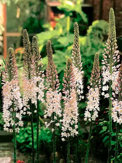 Steppenkerze (Eremurus) Robustus  Rhizorn XXL 1 St.