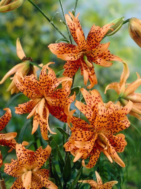 Lilie (Lilium) 'Flore Pleno'