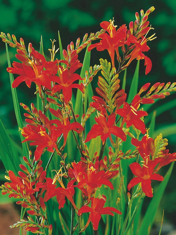 Montbretie (Crocosmia) 'Masonarum' 5 szt.