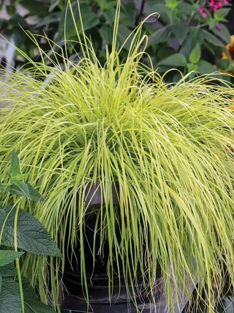 Ziergras (Pennisetum) 'Lumen Gold'