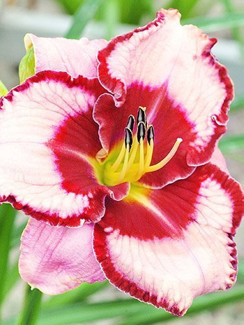 Taglilie (Hemerocallis) 'Lies and Lipstick'