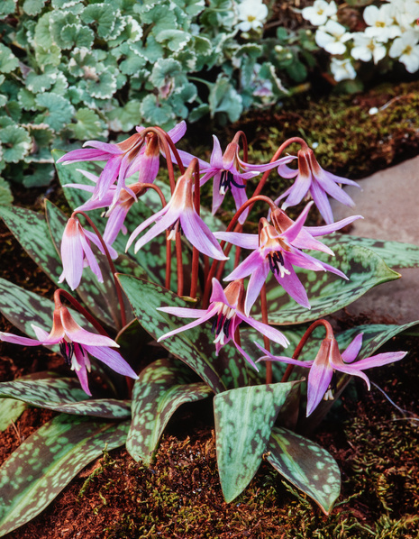 Zahnlilie (Erythronium) Purple King 1 St.