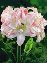 Ritterstern (Hippeastrum) 'Aphrodite' 1 St.