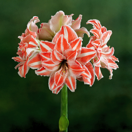 Amaryllis Dancing Queen