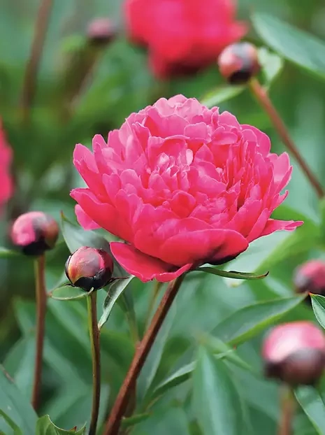 Pfingstrose (Paeonia lactiflora) 'Kansas'