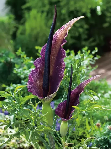 Drachenlilie (Arum dracunculus) 1 St.