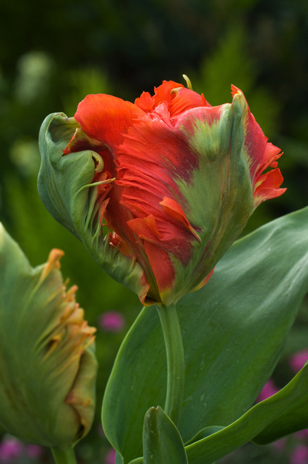 Tulpe (Tulipa) Flower Power 5 St.