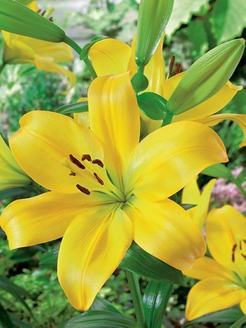 Lilie (Lilium) 'Navona'