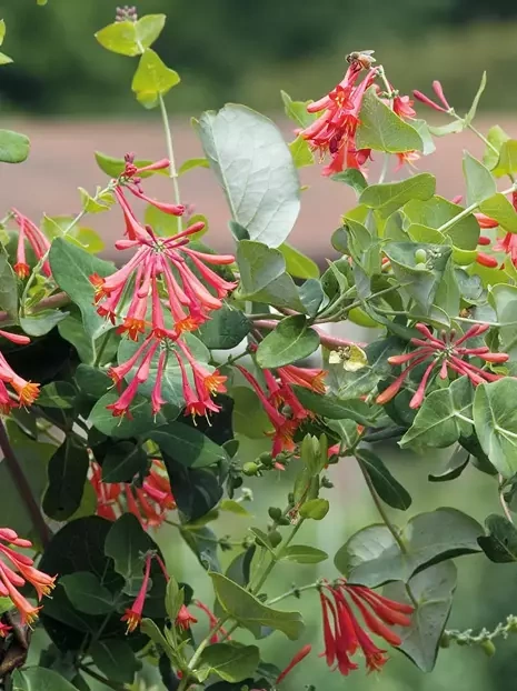 Geißblatt (Lonicera sempervirens) 'Blanche Sandman'