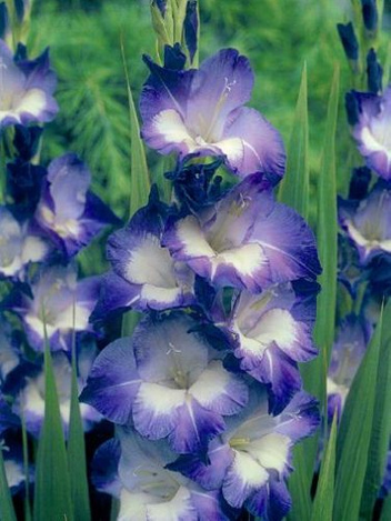 MEGAPAKA Mieczyk (Gladiolus) Nori