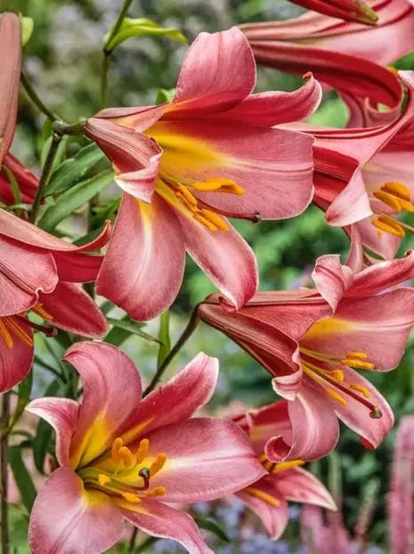 Lilie (Lilium) Pink Perfection