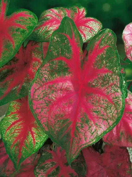 Kaladie (Caladium) 'Fannie Munson'