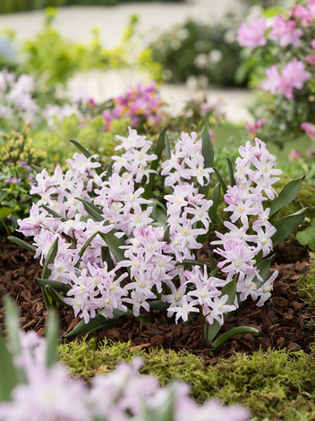 Großer Schneestolz (Chionodoxa forbesii) 'Pink Gigant' 10 St.