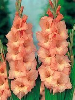 Gladiole billig (Gladiolus) 'Jessica'