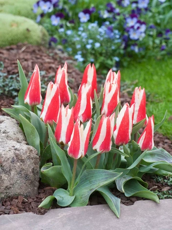 Tulpe (Tulipa) 'Buddy' 5 St.