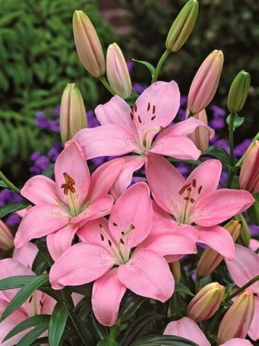 Asiatische Rosa Billige Lilie (Lilium) 1 Stk.