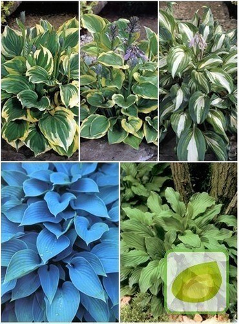 Gartenfunkie ( Hosta ) Mix 2 St.