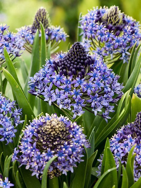 Blaustern (Scilla peruviana)