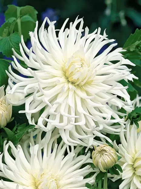 Dahlie (Dahlia) 'White Star