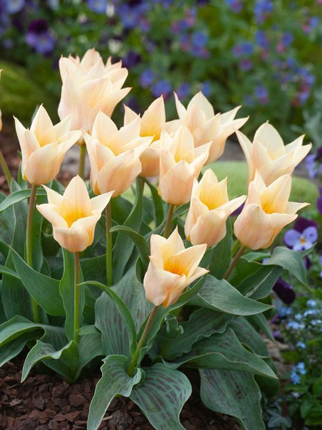 Tulpe (Tulipa) 'Für Elise'