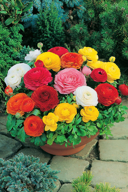 Ranunkel (Ranunculus asiaticus) Mix