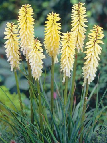 Trytoma (Kniphofia) Percy'S Pride