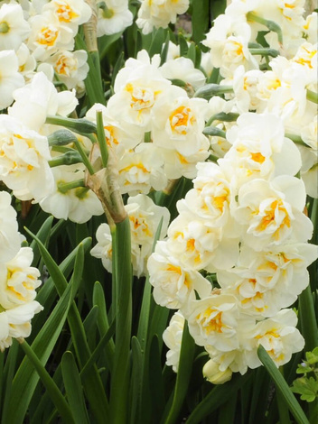 Narzisse (Narcissus) 'Cheerfulness'