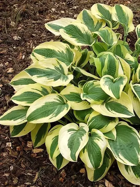 Funkie (Hosta) 'Wide Brim'