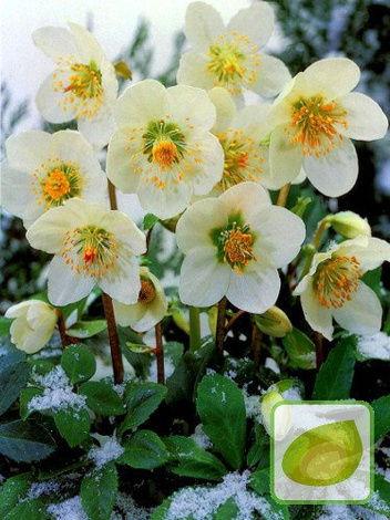 Lenzrose (Helleborus) Niger