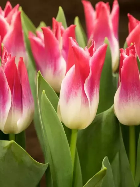 Tulpa (Tulipa) 'Whispering Dream'