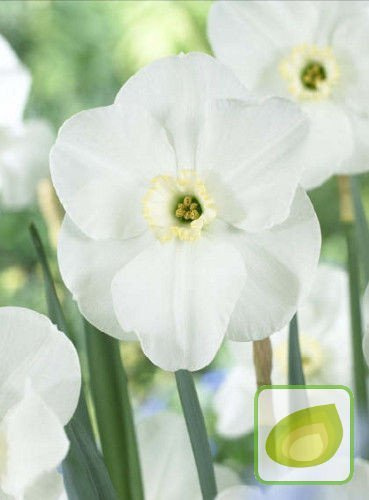 Narzissus  'Sea Princess'