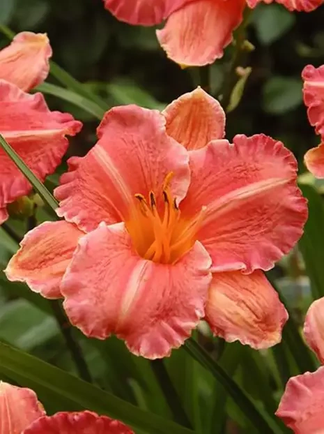 Taglilie (Hemerocallis) 'Pretty Fancy'