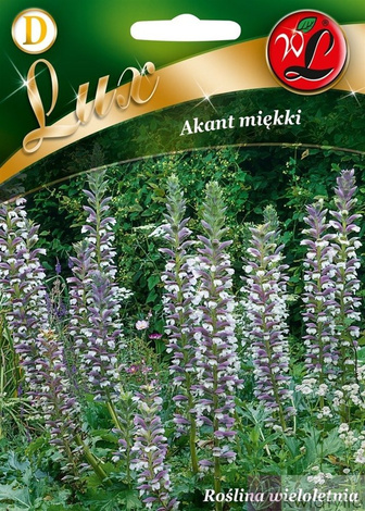 Nasiona Akant Miękki - Acanthus Mollis