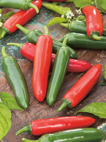 Samen Paprika (Capsicum annuum) 'Jalapeño'