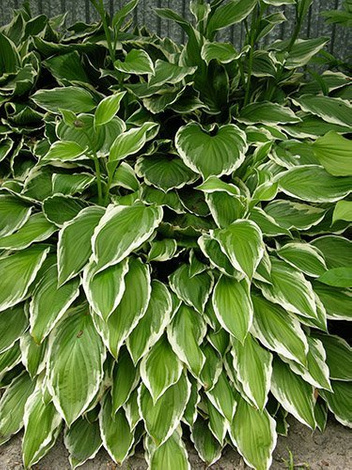 Funkie (Hosta) 'Green Gold'