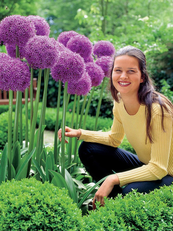 Zierlauch (Allium) 'Globemaster'