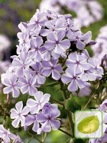 Flammenblume (Phlox) All In One