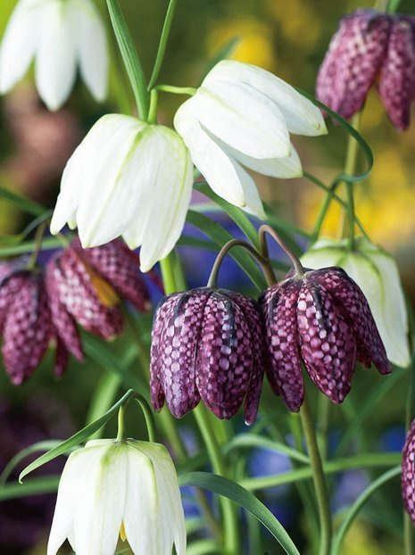 Schachbrettblume (Frittilaria melagris)