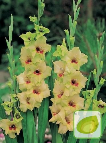 Gladiole (Gladiolus) Erin