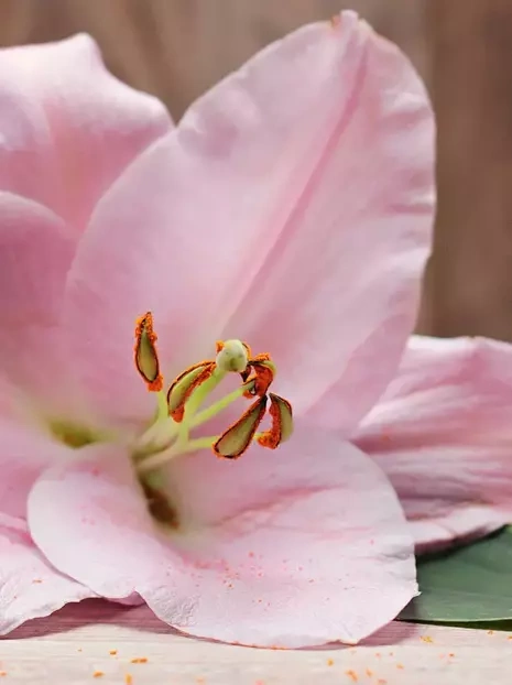 Lilie (Lilium) 'Spring Pink'