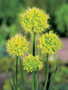 Zierlauch (Allium) 'Obliquum Yellow'