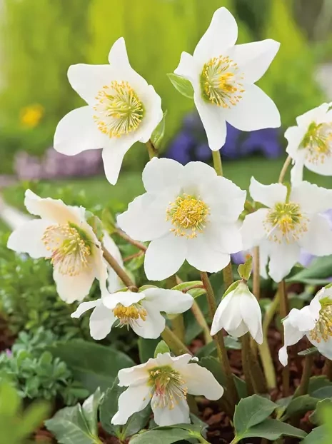 Lenzrose (Helleborus niger)