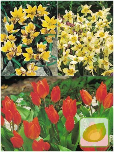 Sonderangebot Satz Botanische Tulpen