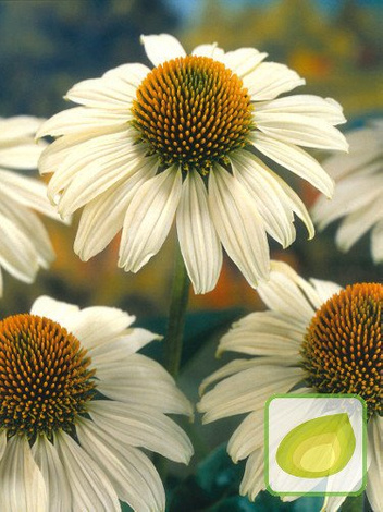 Sonnenhut (Echinacea) White Swan