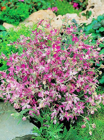 Samen Levkoje Wohlriechende (Matthiola bicornis)