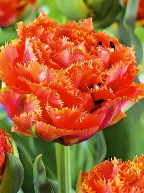 Tulpe (Tulipa) 'Sensual Touch'